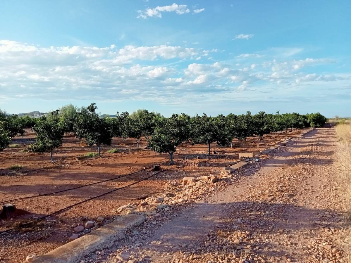 La Unió rechaza la planta fotovoltaica en Plana Baixa por «destrozar» tierras agrícolas