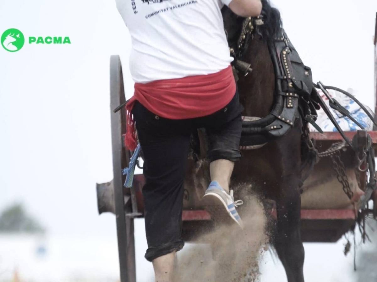 Maltrato animal en Tiro y Arrastre: PACMA denuncia ‘rodillazos’ y ‘abusos’ a caballos en Albal – Valencia