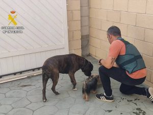 Estafa a dueños de perros robados