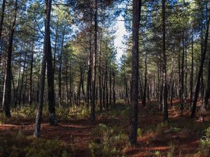 Acuerdos para la urbanización Penyeta Roja de Castellón