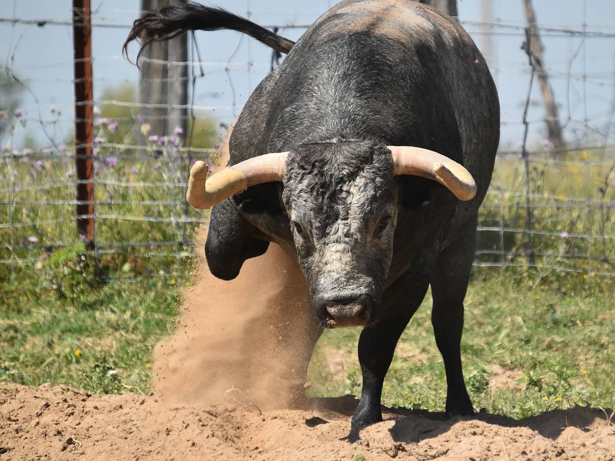 El Ayuntamiento de Almenara patrocina 5 toros cerriles en septiembre