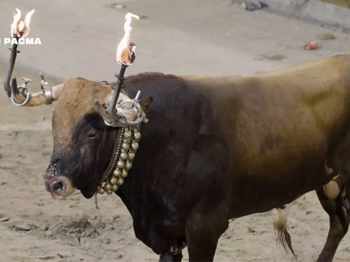Vídeo: Embolan un toro herido en las Fiestas del Serrallo del Grau de Castelló
