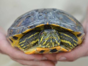 Suspendido por estivación el control de tortugas en el Mijares