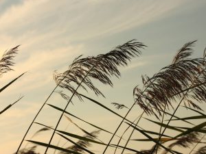 Bajan las temperaturas en la Comunitat con posibles chubascos y vientos de hasta 80 Km/h en Castellón