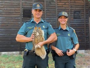 Guardia Civil y Guardas Rurales salvan a un búho real en Chiva