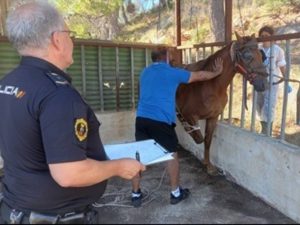 Caballos en malas condiciones en un establo ilegal de Gandia