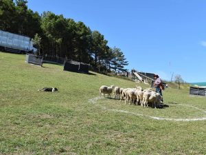 La ‘Feria de Morella 2023’ clausura un intenso fin de semana dedicado al sector primario