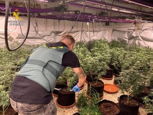 Plantación de marihuana en las habitaciones de un chalet