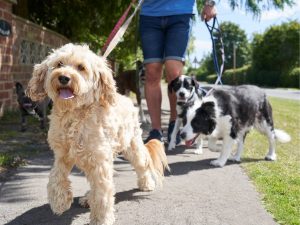 Ten en cuenta si tienes un perro o mascota, la entrada en vigor de la Ley de Bienestar Animal