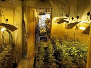 Tres detenidos por plantacion ‘indoor’ de marihuana