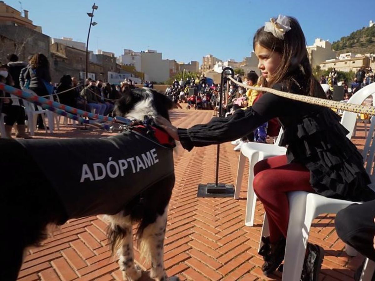 L’Alcora, un referente en protección animal