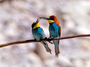 Controversia: El abejaruco, especie protegida, causa pérdidas en la apicultura