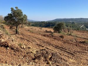 Albocàsser previene incendios y transforma una zona forestal en campo