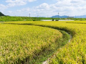 Cae la cosecha de arroz y escasea la variedad ‘Bomba’