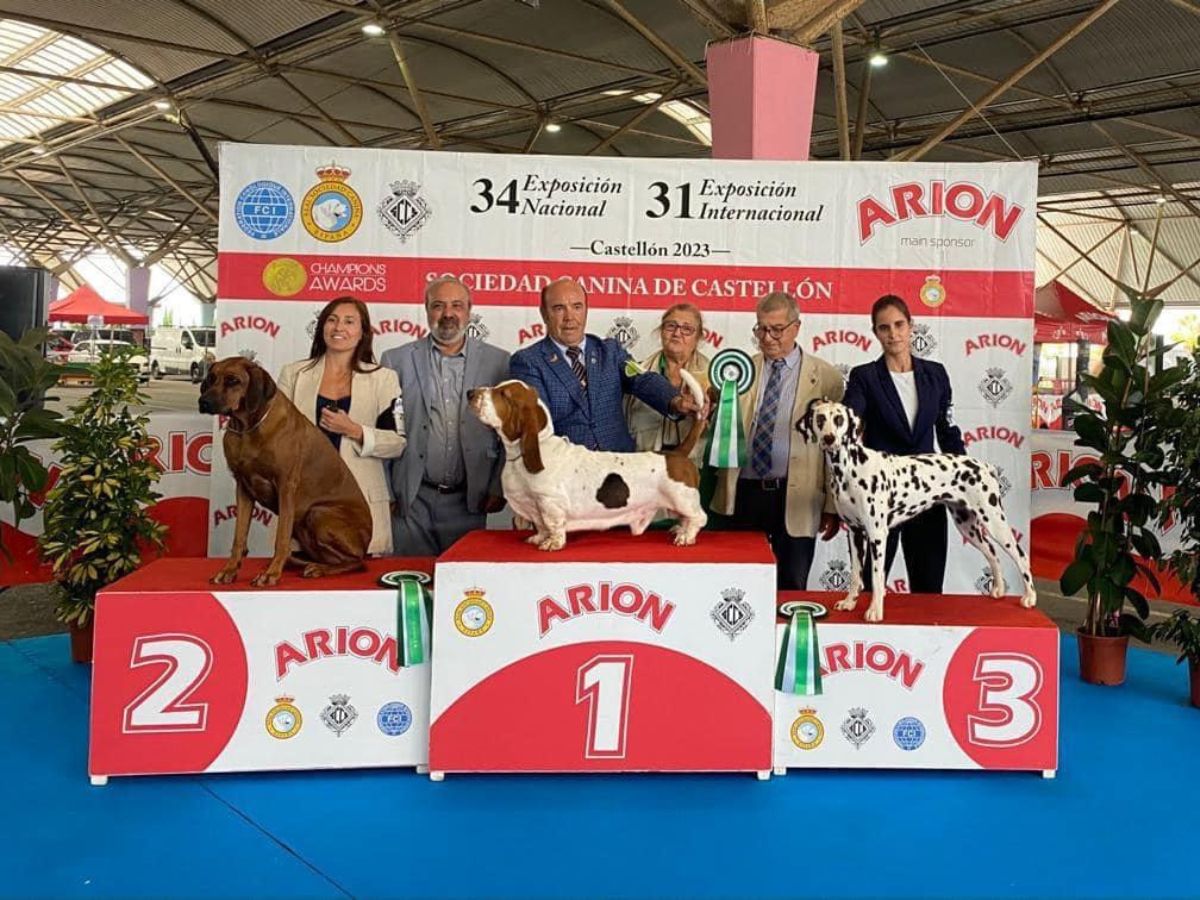 Certamen de Belleza Canina Internacional 2023 en Castellón