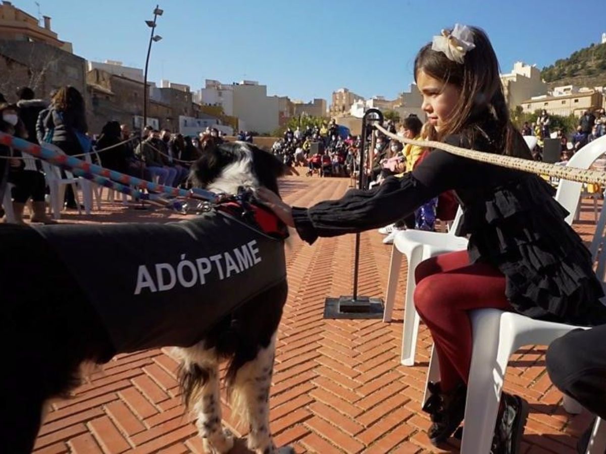 L´Alcora fomenta la tenencia responsable de animales con la Feria de la Adopción