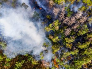 Prisión para el acusado de los incendios en El Saler