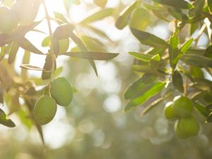 Oleada de robos de aceitunas en la Comunitat Valenciana