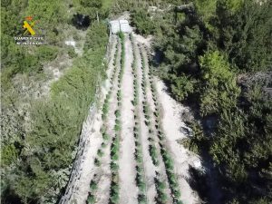 Seis detenidos por cultivar más de 1.600 plantas de marihuana