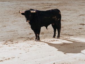 La tauromaquia incluida como ‘actividad cultural’ con subvenciones en la Comunitat Valenciana