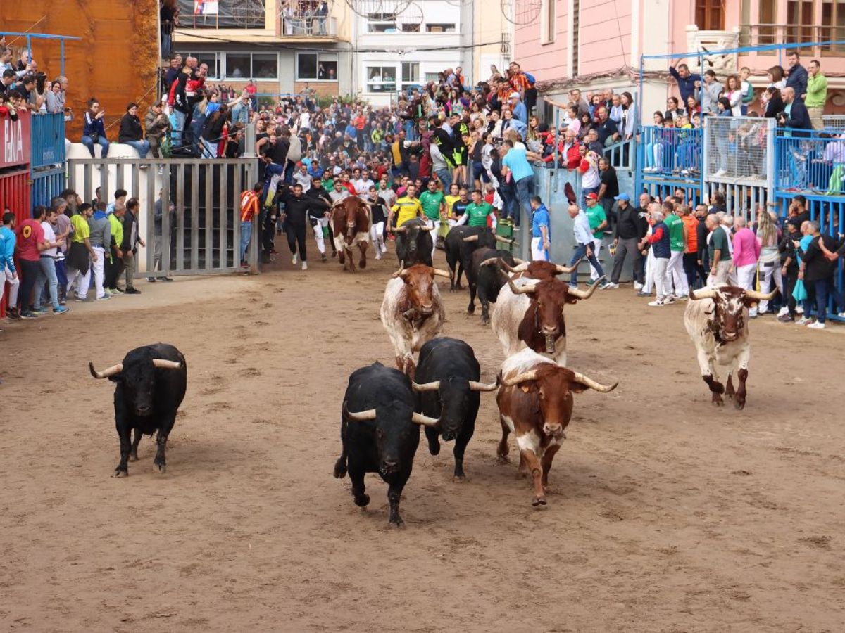 Éxito de los toros de Couto de Fornilhos y Santa Teresa en la Fira d´Onda