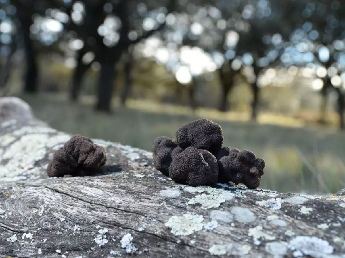 La trufa, el tesoro gastronómico de l’Alt Maestrat