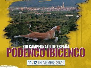 Alcalà de Xivert acoge el XIII Campeonato de España de Podenco Ibicenco