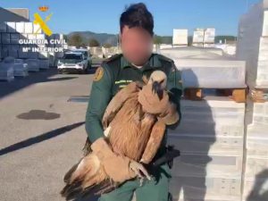 Rescatan un buitre leonado en Onda