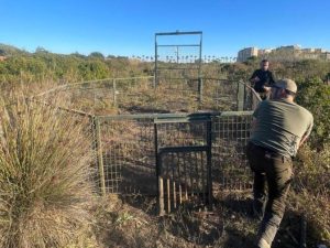 Oropesa activa medidas para frenar la plaga de jabalíes