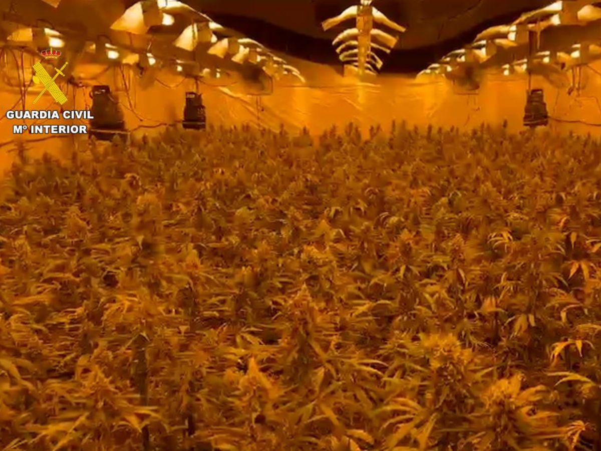 Detenidos con 7.000 plantas de marihuana en Almassora