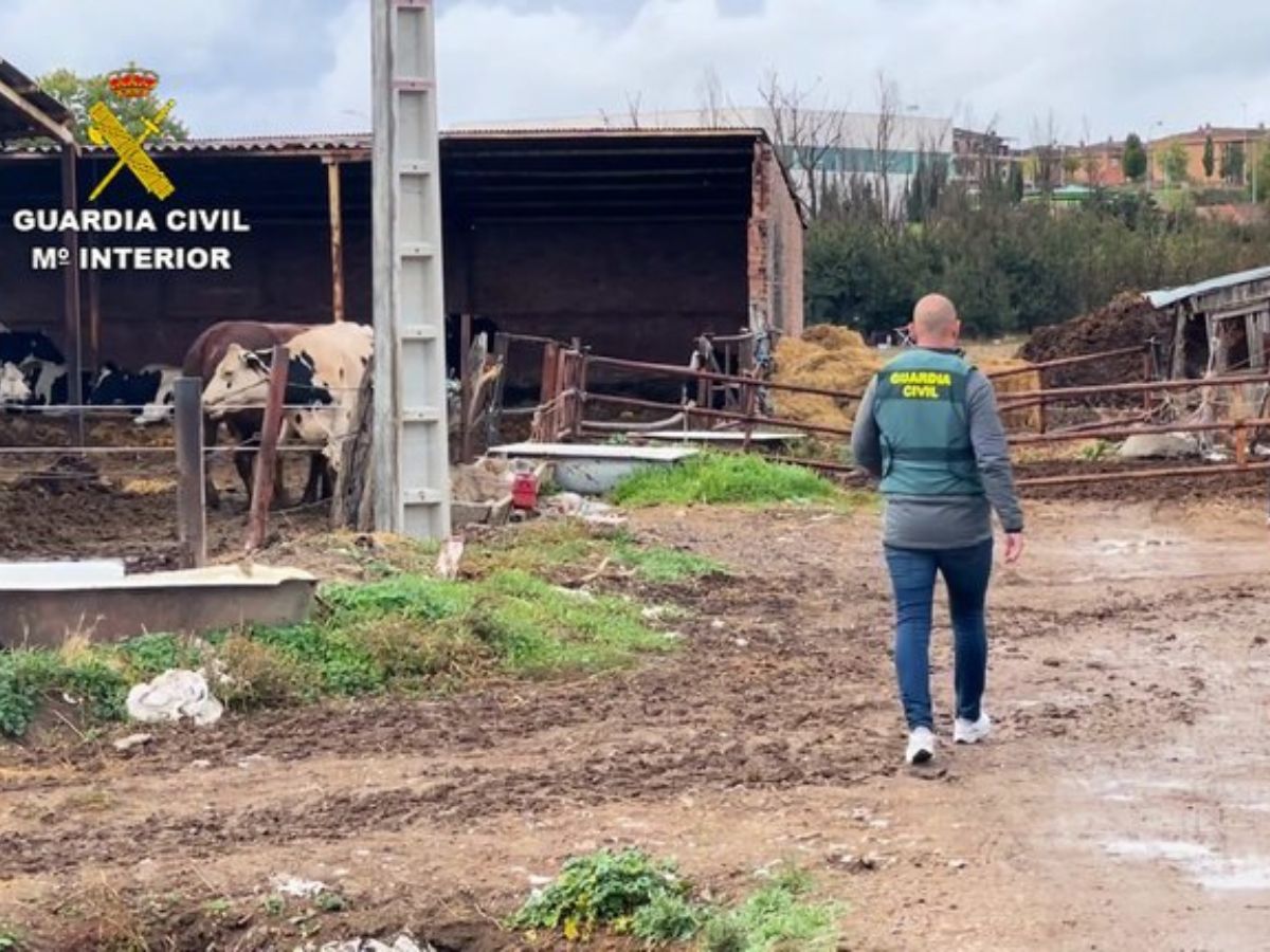 30 ganaderos investigados por simular actividades de pastoreo para cobrar la PAC