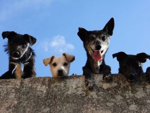 Adopción de mascotas con el Colegio San Cristóbal de Castellón