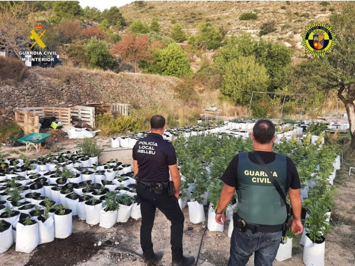 Desmantelada plantación de marihuana con 710 plantas en Relleu