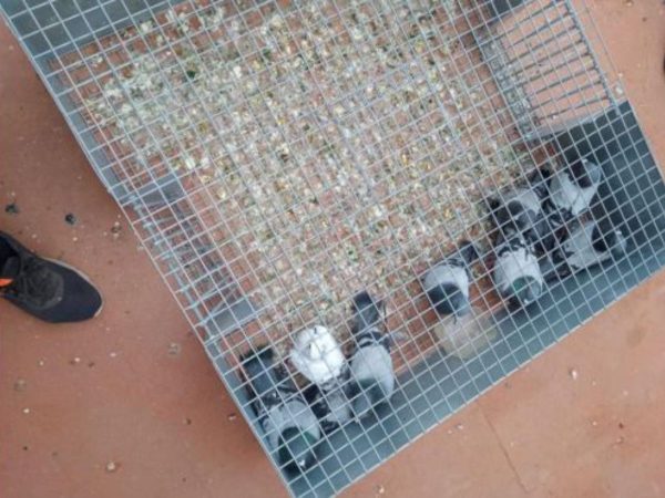 Almassora controla la plaga de palomas con más de 730 capturas