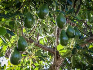 Detenidos en Beniarbeig al ser sorprendidos robando aguacates