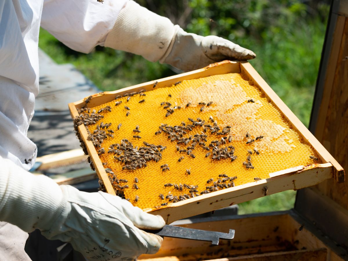Nueva norma europea contra el fraude de la miel
