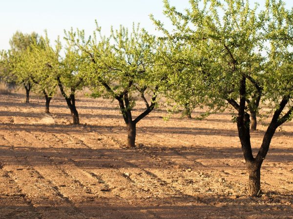 Ayudas para los agricultores de frutales y frutos de cáscara