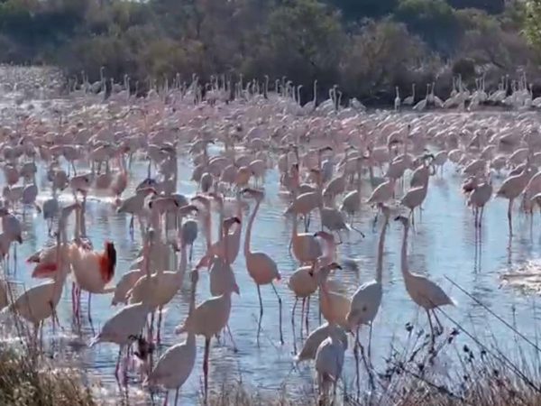 Exigen acciones por «multiplicación de flamencos» en La Albufera