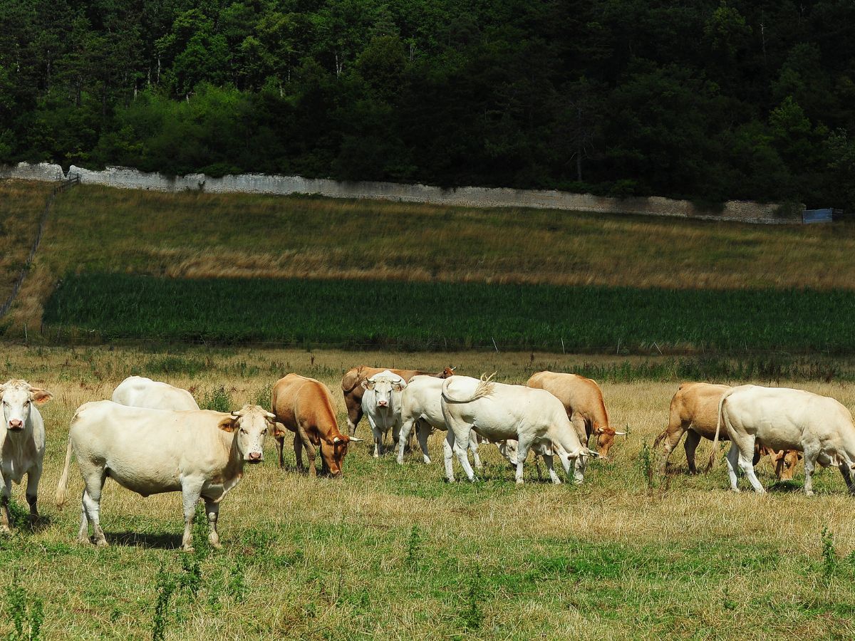 Congreso nacional de ganadería extensiva en Morella