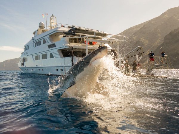 Avistamientos de animales marinos en la Comunitat Valenciana