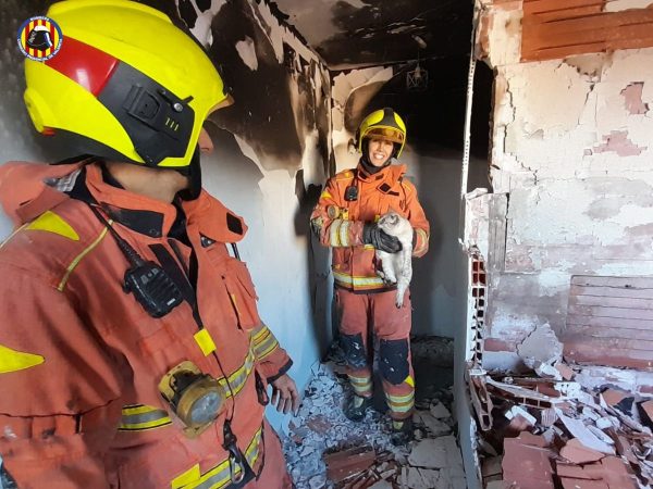 Bomberos salvan a un gato en un incendio de Alcàntera de Xúquer