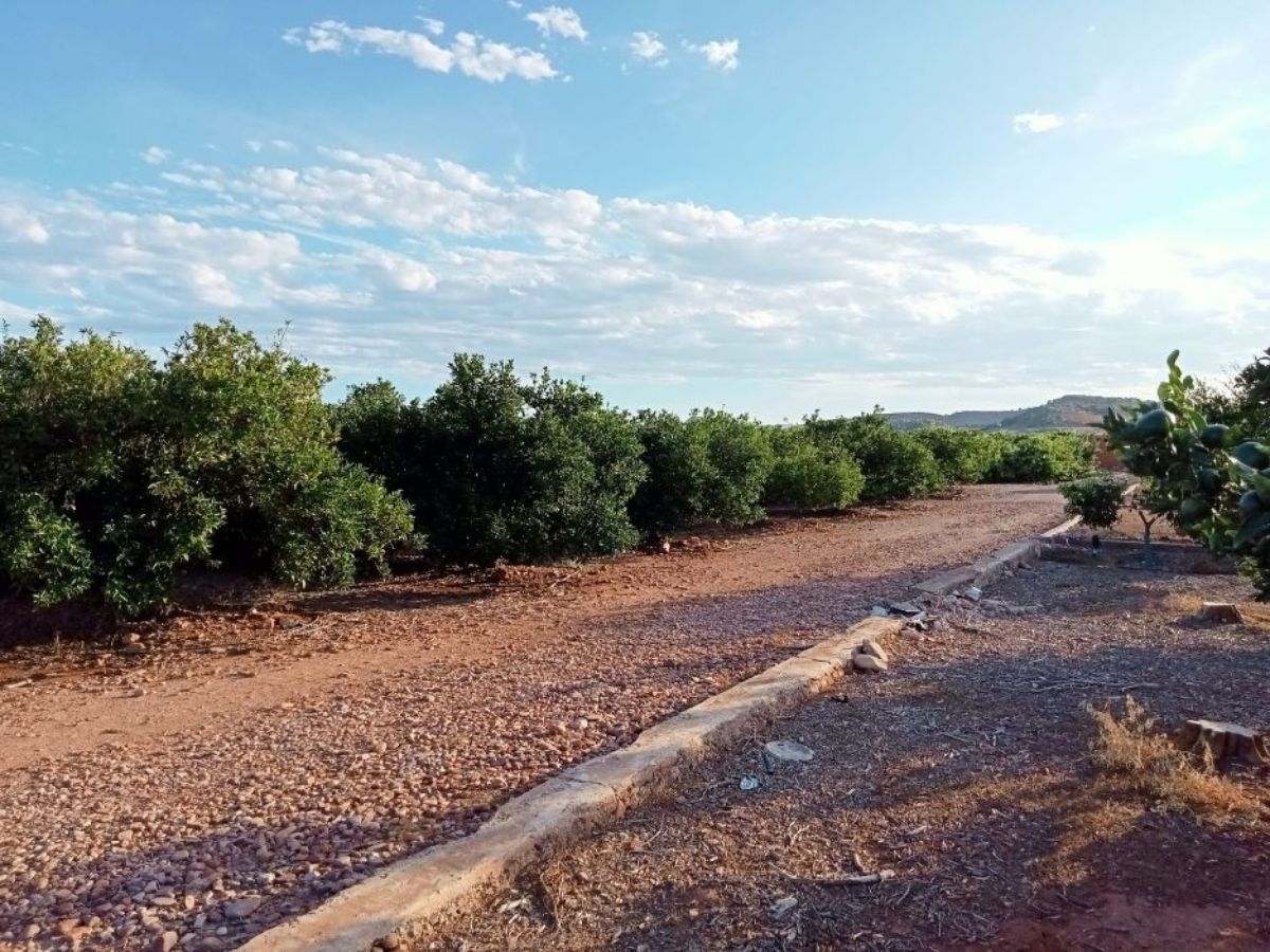 La Unió La gran fotovoltaica destrozará 570 parcelas agrícolas en la Plana Baixa