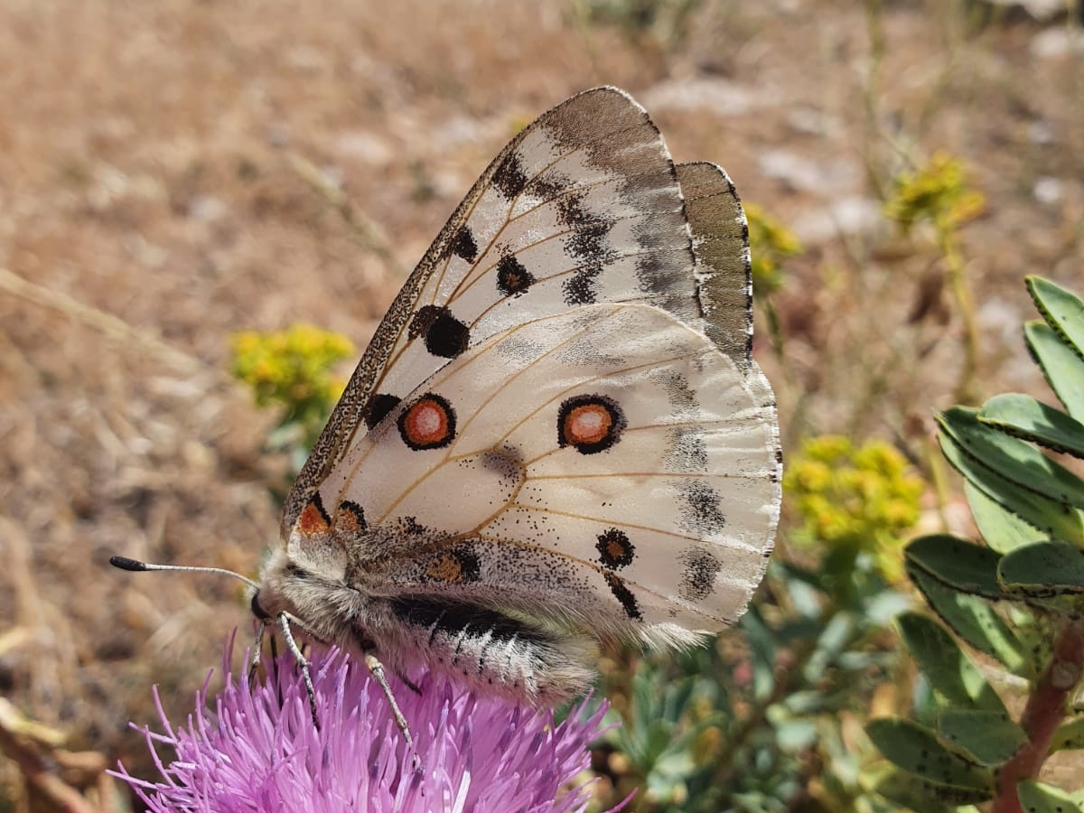 Parcelas para la Mariposa Apolo en la Comunidad Valenciana