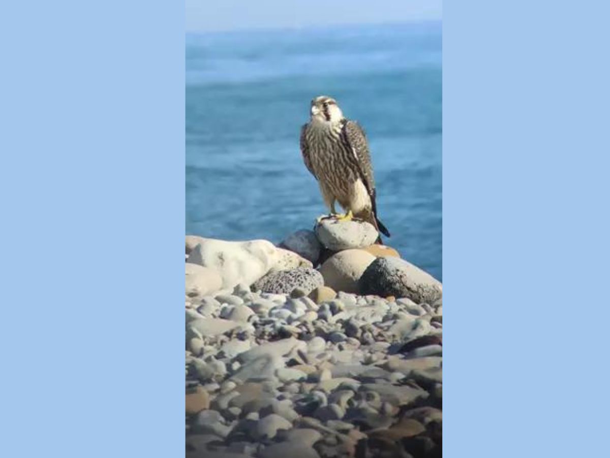 Localizan un ‘halcón peregrino nórdico’ en el río Mijares