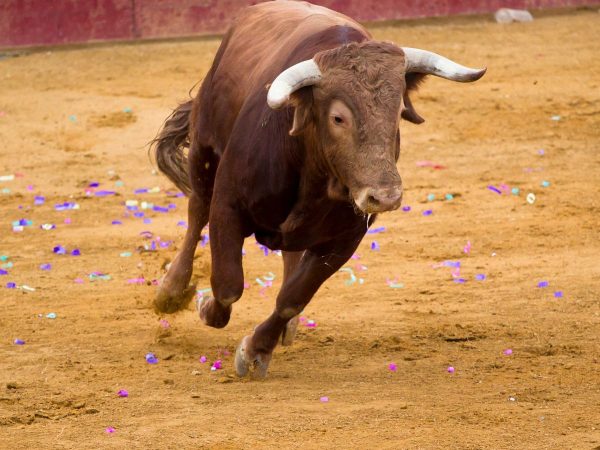 Calpe no hará «bous a la mar»