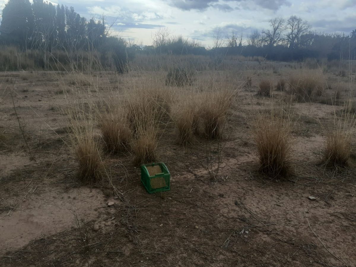 Descubren más artefactos para caza furtiva en el Mijares interior 2