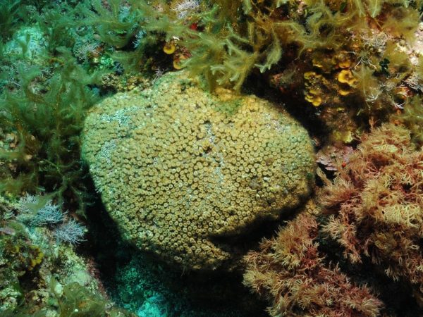 Encuentran contaminación industrial en corales de Islas Columbretes