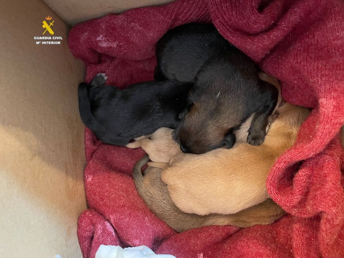 Identificado por abandonar 5 cachorros en un contenedor de Zucaina