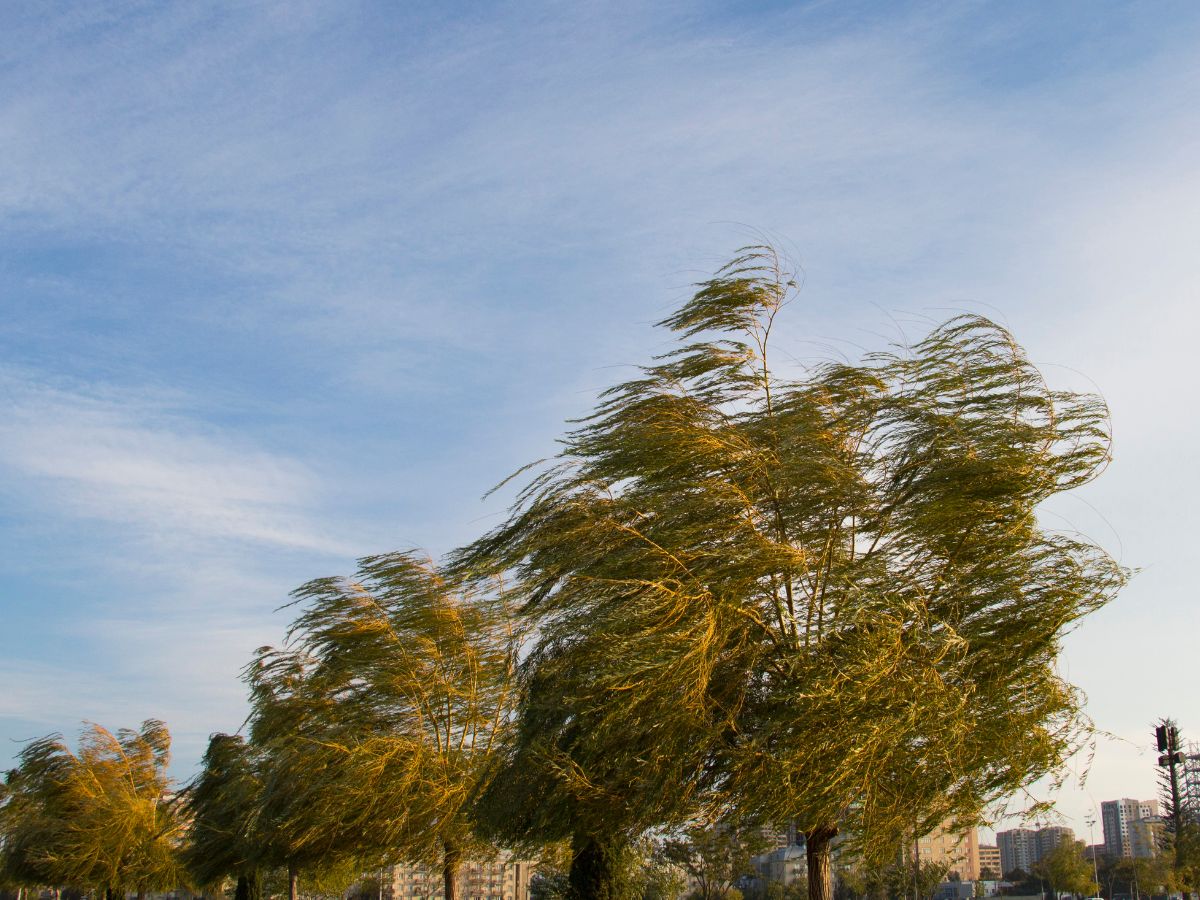 La alerta por viento deja 73 km/h en Vilafranca y 64 km/h en Morella