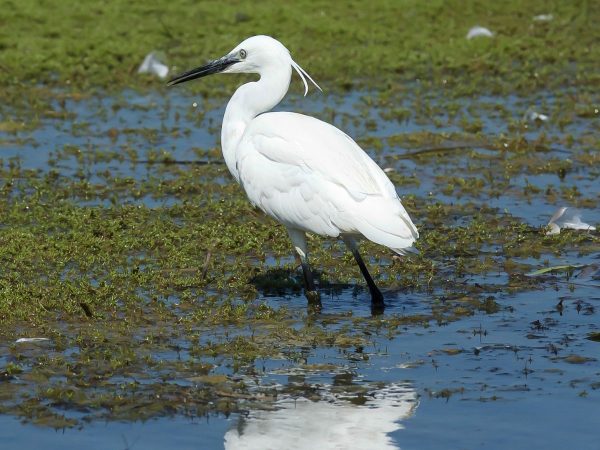 Presentación de ‘La guía oficial de aves’ del Río Mijares